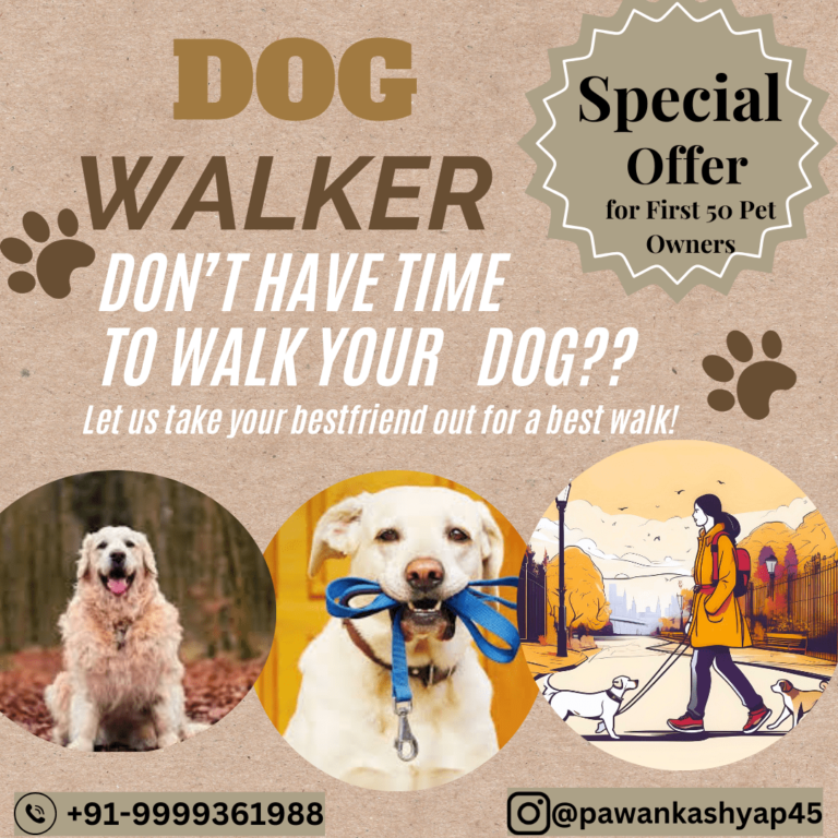 Dog walker Ads Creative